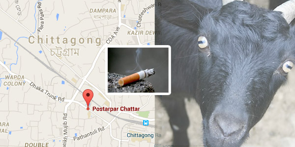 54 goat burned in chittagog