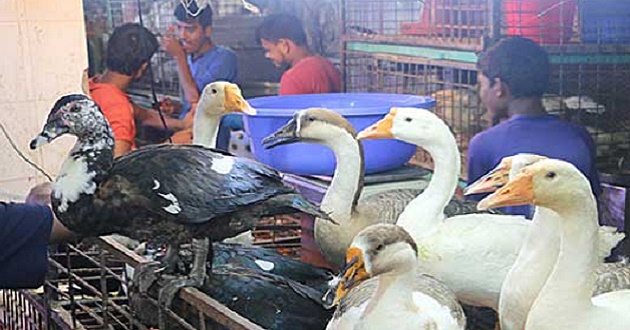 Duck market