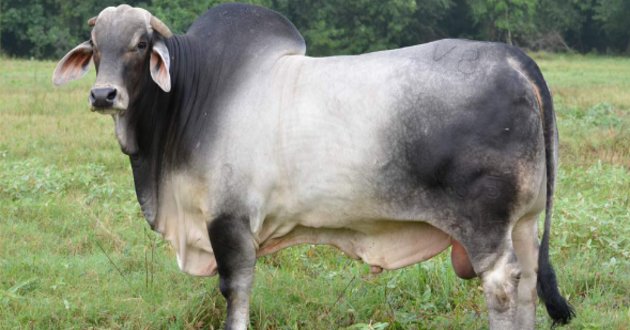 brahma cow