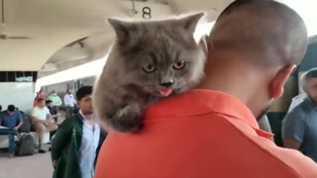 cat travel