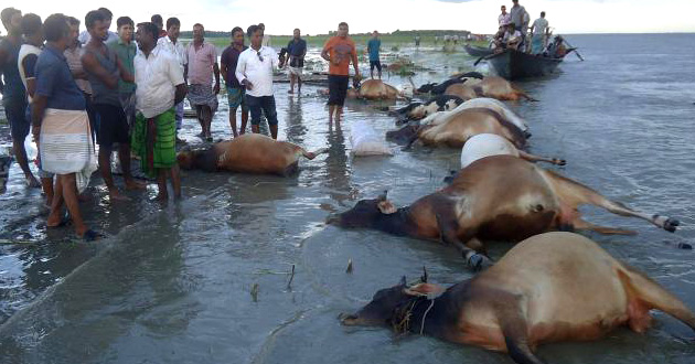 cow boat drowned rajbari