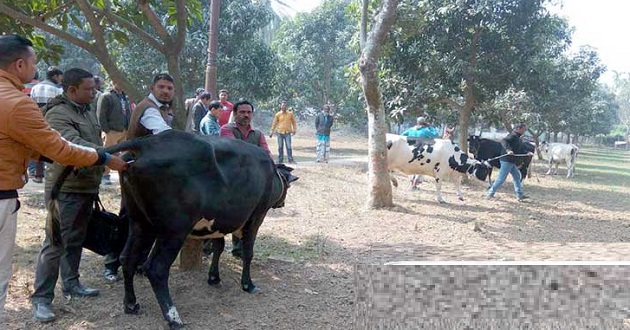 cow of minister