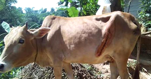 cows caesar in sylhet