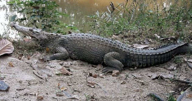 crocodile in net