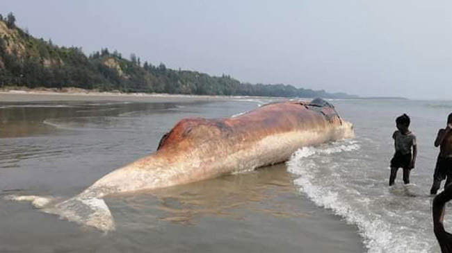 dead whale coxsbazar sea shore