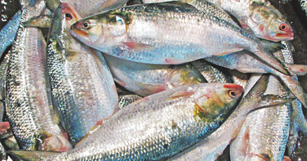 hilsa fish in busket