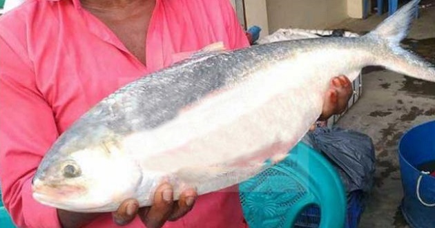 hilsha fish 9500