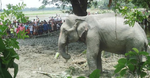 indian elephant