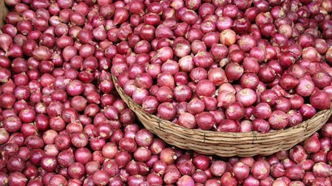 indian onion 1
