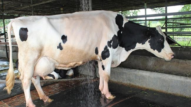 milk production govt project