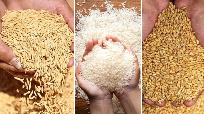 paddy rice wheat