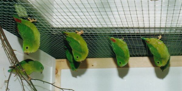 parrot hanging