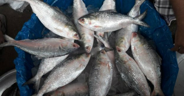 price of hilsa unbelievably low in markets of dhaka