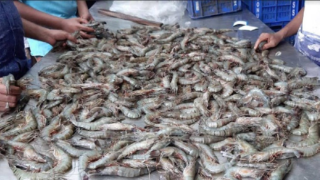 shrimp export