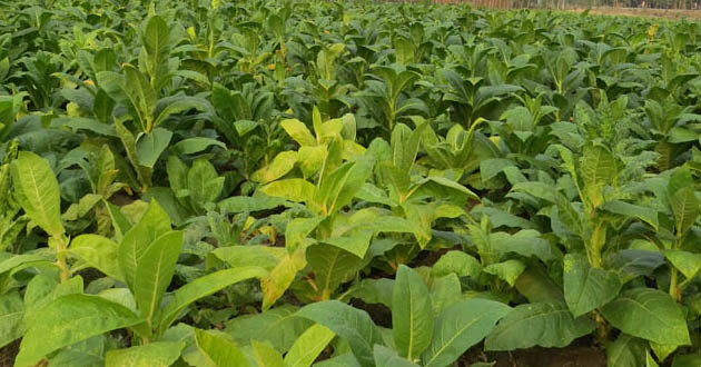 tobacco cultivation