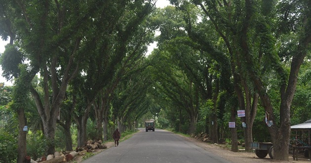 tree of jessor road