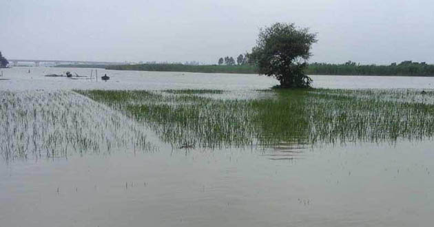 water in rice field in kurigram