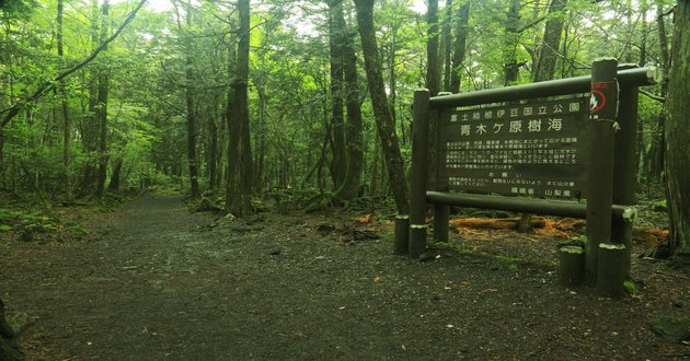 aokigahara suicide forest