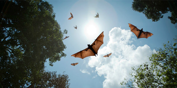 bat bats