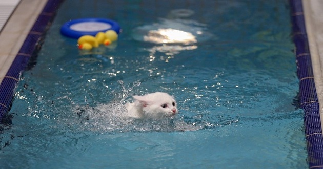 cat swimming pool