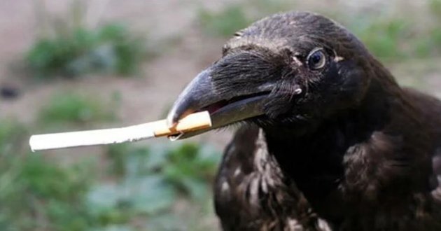 crows collecting cigarette butts