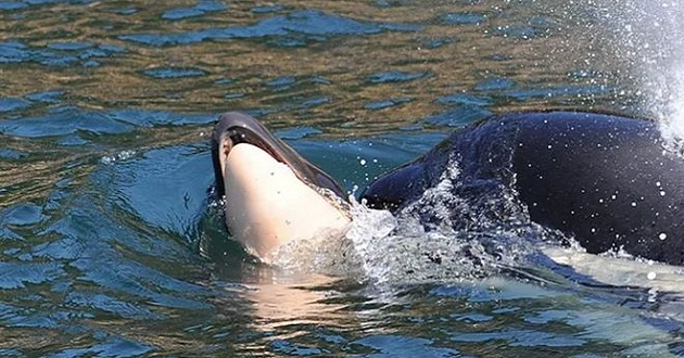 killer whale carries dead calf