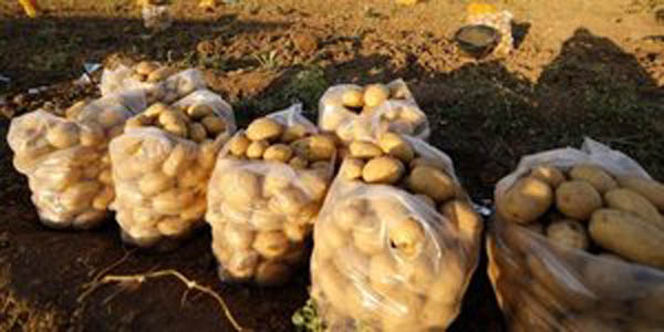 potatoes will be cultivate on Mars