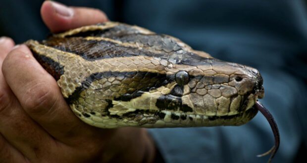 python snake