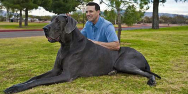 world big dog