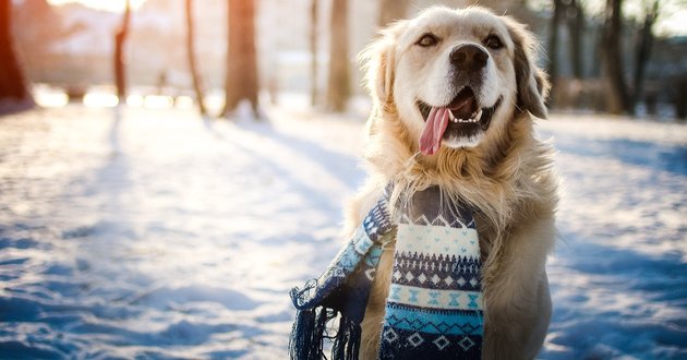 pets care during winter