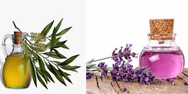 tea tree and lavender oil for hair