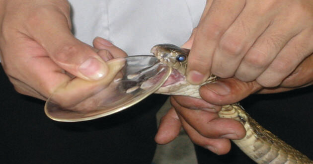 cobra snake poison