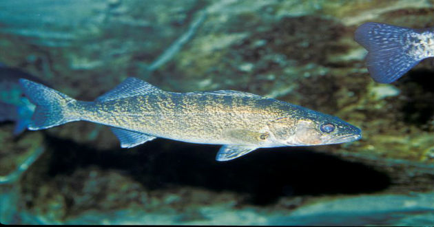 wallayi fish