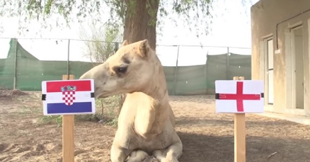 camel said croatia will win
