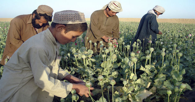 Afganistan drug problem