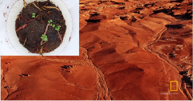 Earthworms Mars Soil