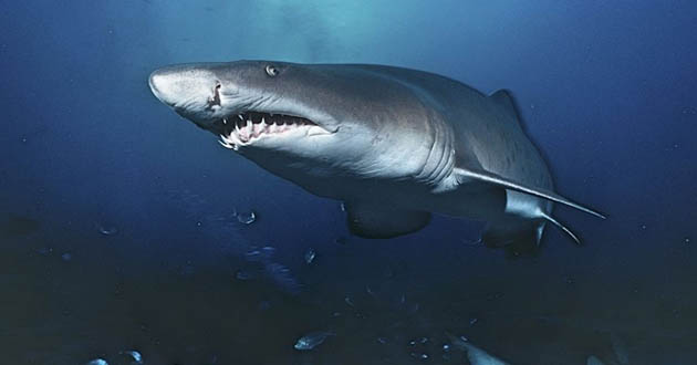 Tiger shark australia