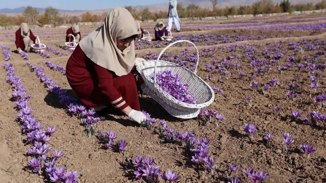afghanistans cultivation