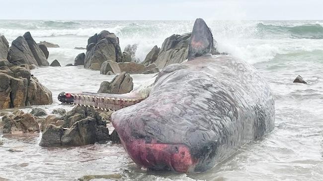 australia whales death