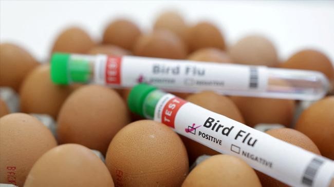 bird flu 2