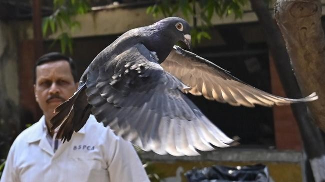 chinese pigeon