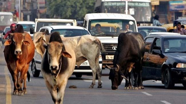 cow in gujrat road
