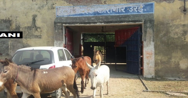donkeys in Urai district jail