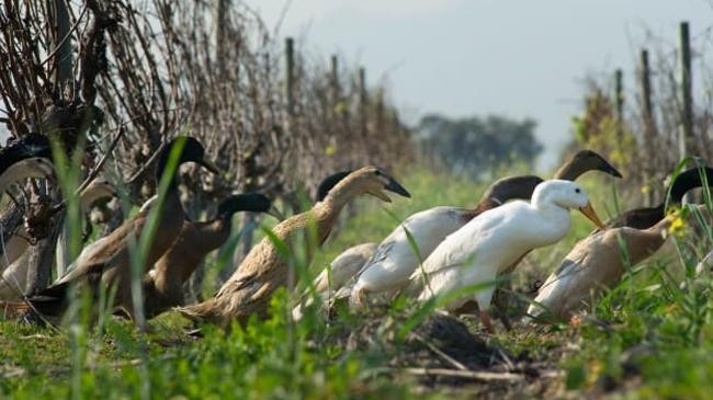 duck soldiers in vineyards of south africa 01