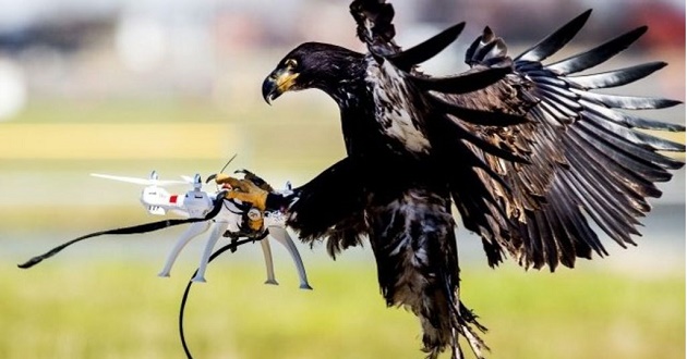 eagle down drone