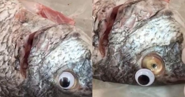 eye of fish
