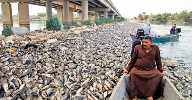 fish in iraq are dying