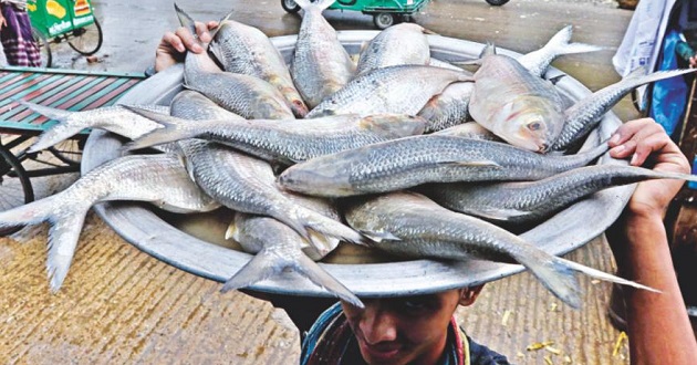 fisherman with hilsha fish