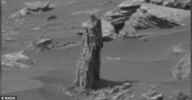 fossilized tree picture found in mars