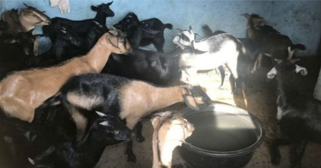 goats waiting for bail